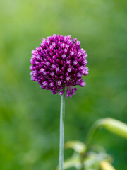 Round onion ( lat. Allium rotundum ) is a perennial herbaceous plant, a species of the genus Onion ( Allium ) of the Amaryllidaceae family