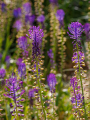 Leopoldia comosa or Muscari comosum in summer garden.jpg, Leopoldia comosa or Muscari comosum in summer garden