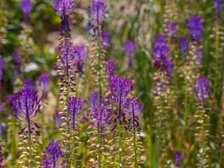 Leopoldia comosa or Muscari comosum in summer garden.jpg, Leopoldia comosa or Muscari comosum in summer garden