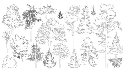 Set of coniferous and deciduous trees for architecture and landscape design, line drawing, contour. Vector illustration