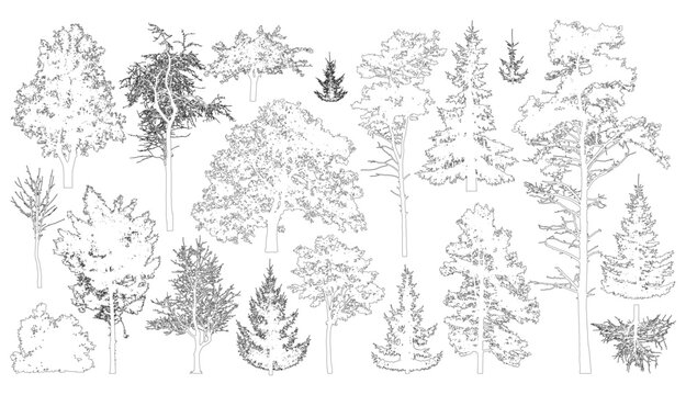 Set of coniferous and deciduous trees for architecture and landscape design, line drawing, contour. Vector illustration