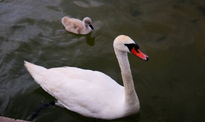 A swan and a baby swan swim across the lake