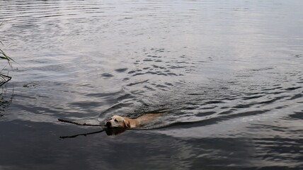 A Labrador or golden retriever swims in a lake with a stick in its mouth