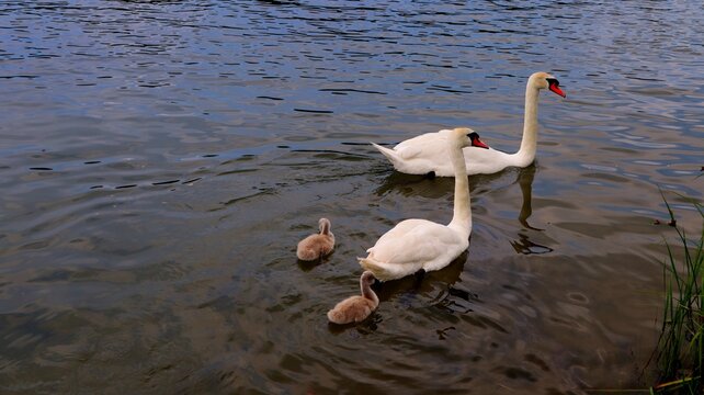 A swan family of two adult swans and two baby swans swim across the lake