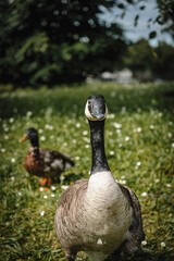 Fototapeta premium Geese on green grass looking at camera
