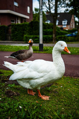 geese on the farm