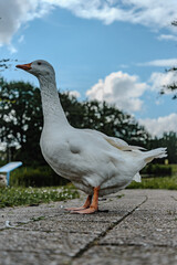 white goose on the beach