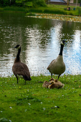 family geese