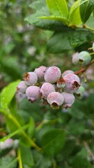 blueberries on a branch