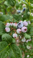blueberries on a branch
