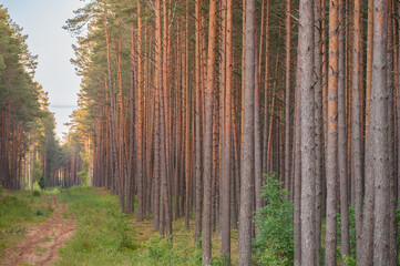 Pine Wood Forest. Sunset Light in Background. Forest in Lithuania, Europe. Bush and Moss in Background. Gravel Road, Suset Sunbeam in Background