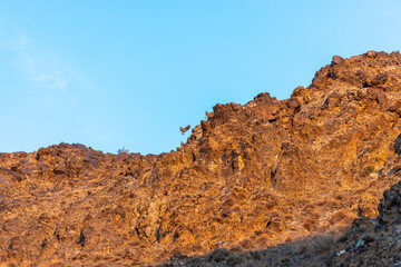 Young ibexes play in the gesture formations of the Yolyn am gorge at sunset. look closely to...