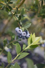 blueberries on a branch
