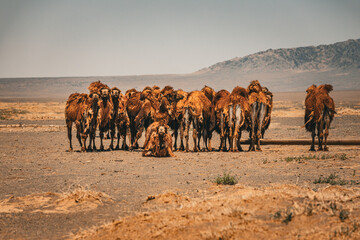 Herd of camels in the Mongolian steppe, perfectly adapted to the landscape, which is more like a...