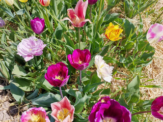 Bright multi-colored tulips bloom in the garden. Tulip field. Spring flowers