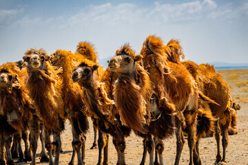 Herd of camels in the Mongolian steppe, perfectly adapted to the landscape, which is more like a...