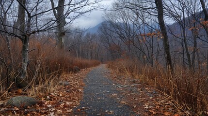 Mountain scenery in winter with leafless trees and plants alongside a walking path