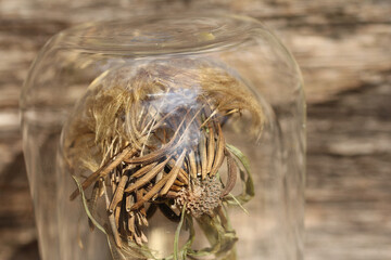 Flight seeds of oat root