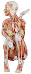 female muscle body exercise person with transparent background