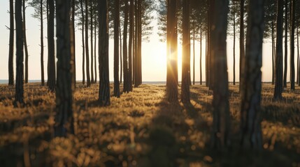 Be enveloped by the untouched beauty of an empty wood, harmoniously blending with a mesmerizing landscape view, providing ample copy space for contemplation