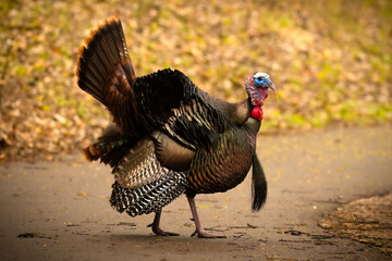 Turkey hunt. Large upland game bird (Meleagris gallopavo) struts across a trail in the forest. Vibrant colors distinguish it as a male. Popular for sport hunting and on the table at holidays