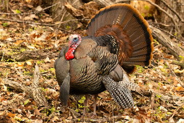 Big ol Tom of the forest, a large male wild North American Turkey (Meleagris gallopavo) displays his large tail fan and vibrant colors of his waddle and snood. This display will attract a mate