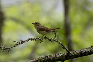 枝にとまるキビタキの雌
