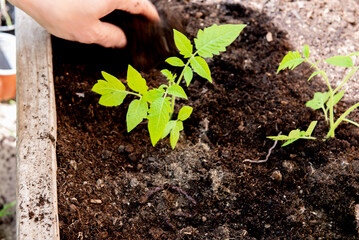 planting tomatoes in a garden box in spring.