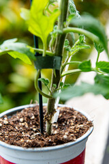 growing grafted tomatoes in pots. Grafting or graftage is a horticultural technique whereby tissues of plants are joined so as to continue their growth together.