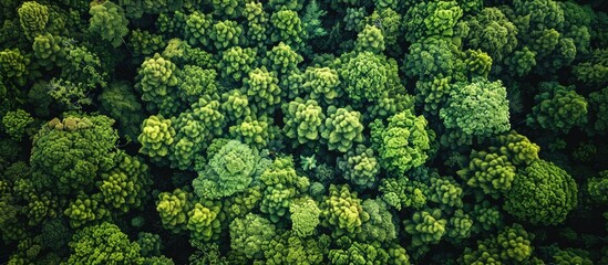 Top view of a forest, The concept and background of a rainforest ecosystem and a thriving environment, Green tree forest seen from above.