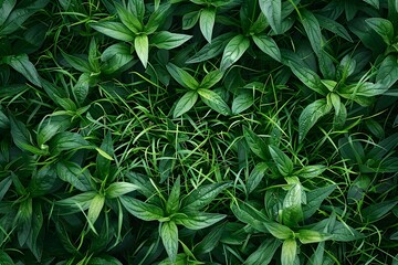 Fototapeta premium Lush Green Foliage with Intertwined Grass Blades