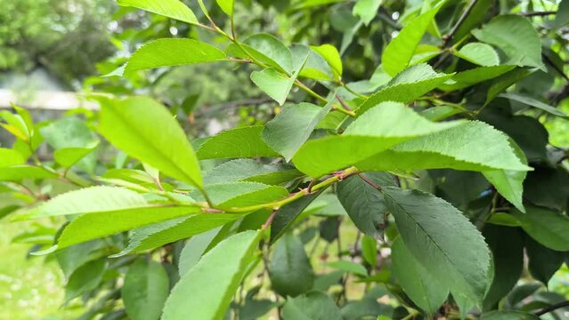 reen cherry berries growing on a branch. garden, agriculture, horticulture, 