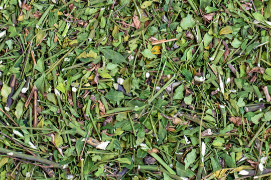 Arruda (Ruta graveolens) seca. Desidratado.