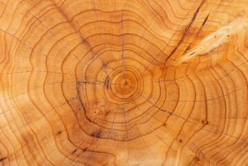 Growth rings on a yew tree trunk. Natural pattern background