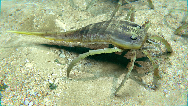 Eurypterid (Sea Scorpion) Kokomopterus On A Murky Lake Bottom