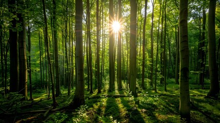 Sunlight penetrating the forest, sun, forest, sun reflections, trees