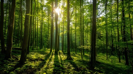 Naklejka premium Sunlight penetrating the forest, sun, forest, sun reflections, trees