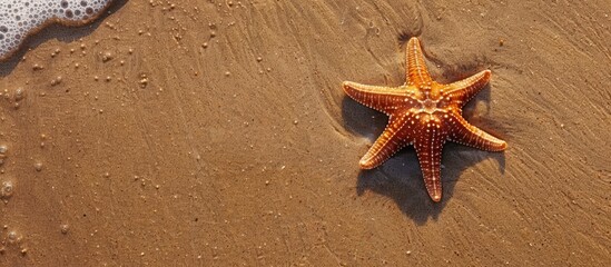 Concept of summer seaside or coast. Starfish on sandy shore from above. Empty space for text. Wide horizontal image.