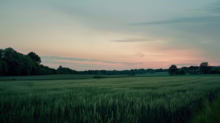 Minimalist countryside field at dawn, emphasizing calm and tranquility, in a style blending documentary, editorial, and magazine photography