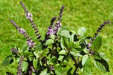 Purple flowering Perennial Basil  Magic Blue (Ocimum basilicum). Blurred lawn on the background. Summer, June, Netherlands.   