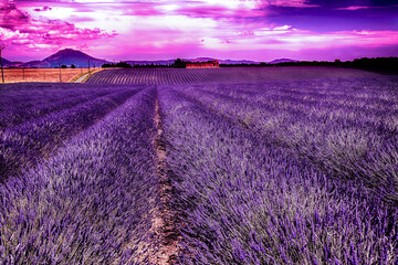 Valensole, lavender fields from the drone, French municipality located in the Alpes-de-Haute-Provence department of the Provence-Alpes-Côte d'Azur region.