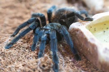 Tarantula spider Pterinopelma sazimai, in its natural habitat