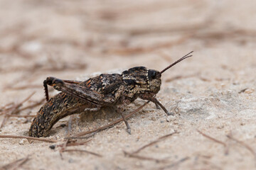 Saltamontes de palma (acrostira euphorbiae) Saltamontes no voladores en medio del carril