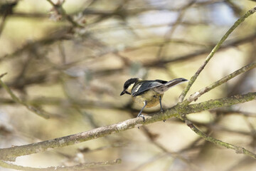 Una preciosidad de Carbonero común 