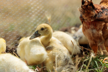 Duckling Sunbathing on a Meadow