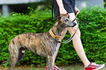 Pręgowany pies rasy whippet na spacerze na smyczy z człowiekiem