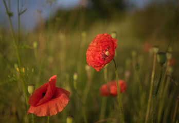 Fototapeta premium roter Mohn 