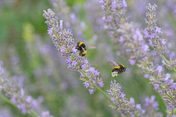 Bumblebee collecting nectar from a lavender flower. Lavender garden, copy space. Blurred background.