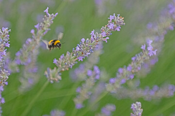 Flying bumblebee in the lavender garden. Lavender garden, copy space. Blurred background.