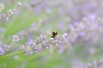 Bumblebee collecting nectar from a lavender flower. Lavender garden, copy space. Blurred background.
